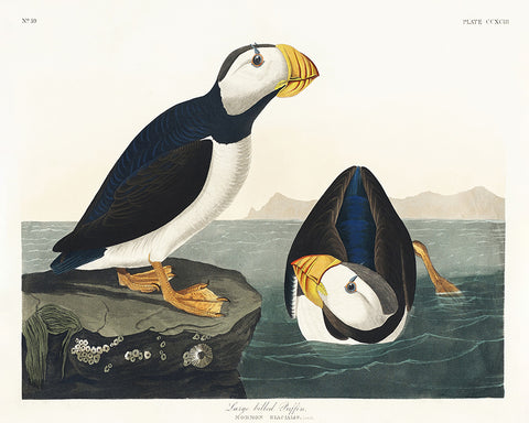 John James Audubon - Large Billed Puffin