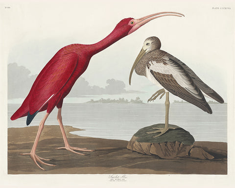 John James Audubon - Scarlet Ibis