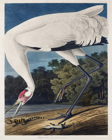 John James Audubon - Whooping Crane No2