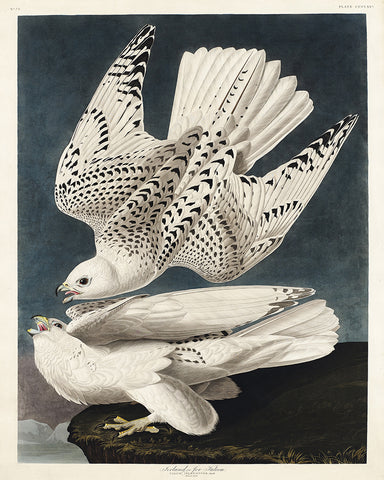 John James Audubon - Gyrfalcon
