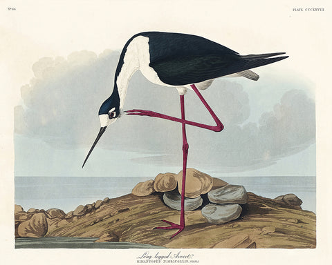 John James Audubon - Long Legged Avocet