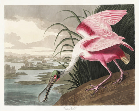 John James Audubon - Roseate Spoonbill