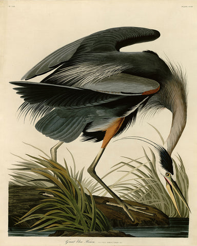 John James Audubon - Great Blue Heron