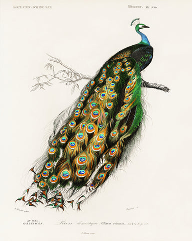Charles Dessalines - Peacock