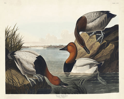 John James Audubon - Canvas backed Duck