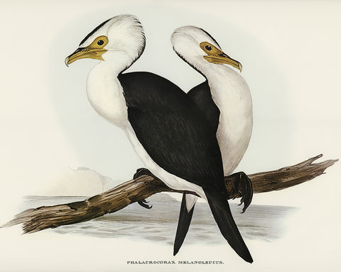 Little Pied Cormorant