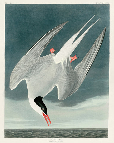 John James Audubon - Arctic Tern