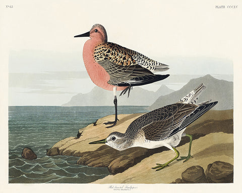 John James Audubon - Red Breasted Sandpiper