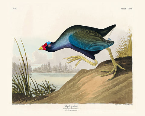 John James Audubon - Purple Gallinule