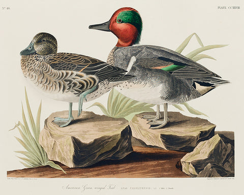 John James Audubon - Green Winged Teal
