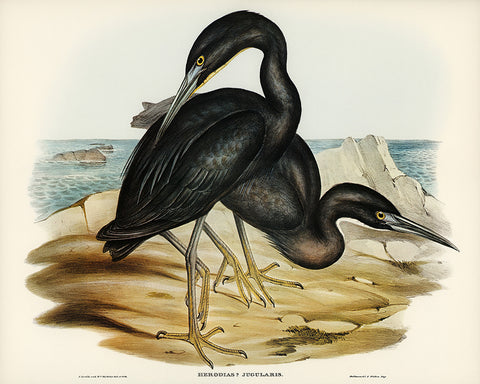 Blue Reef Heron