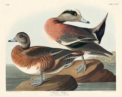 John James Audubon - American Wigeon
