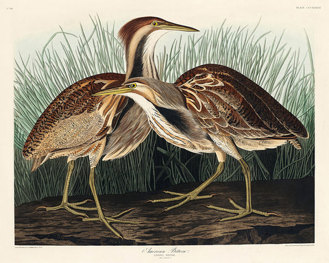John James Audubon - American Bittern