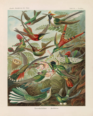 Ernst Haeckel - Hummingbird