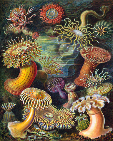 Ernst Haeckel - Actiniae