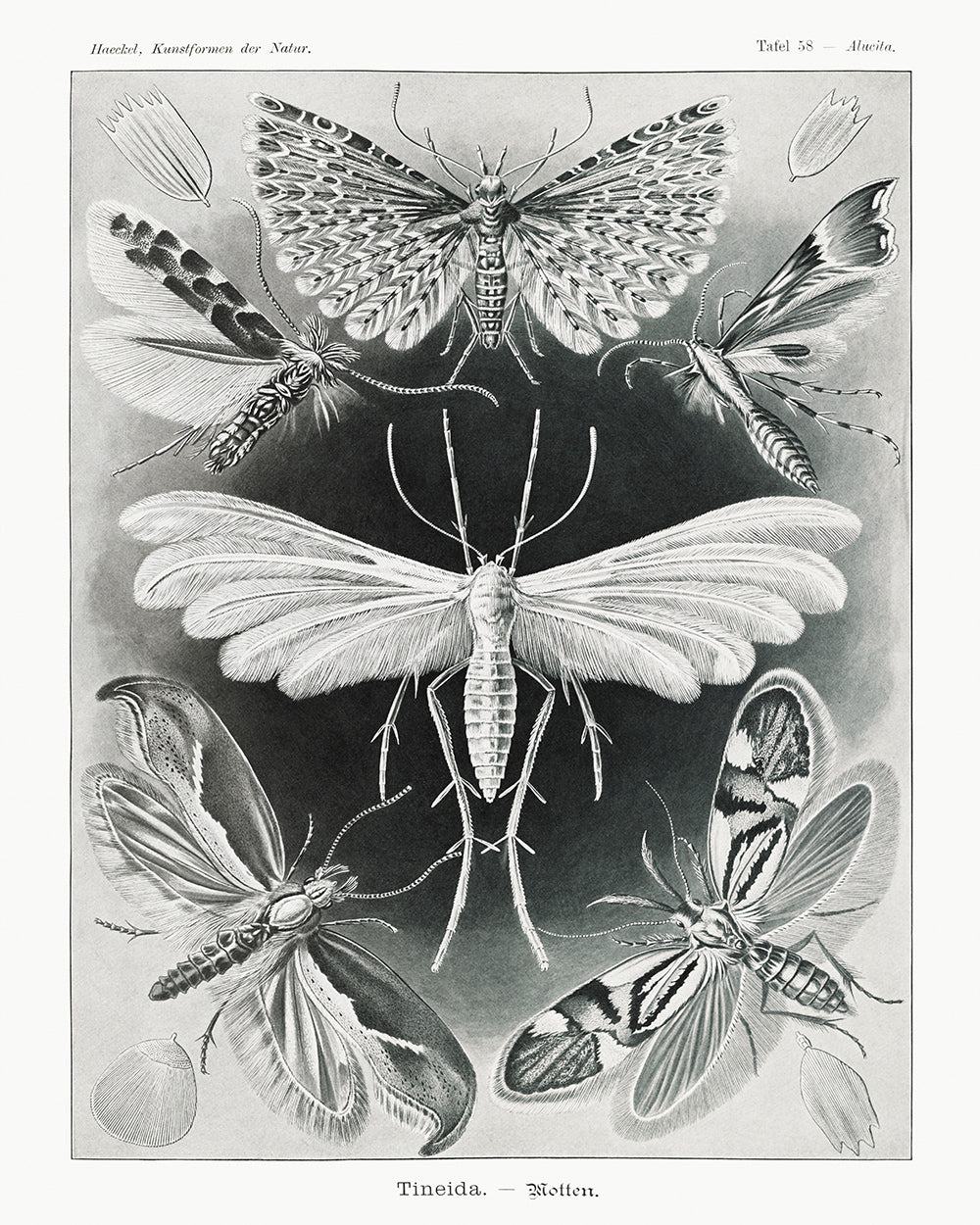 Unframed