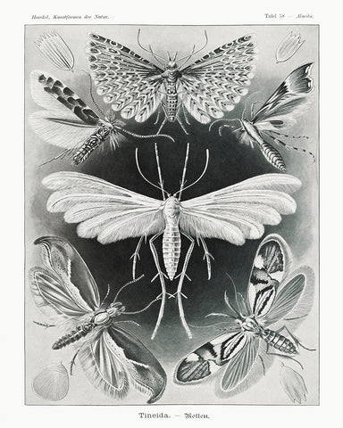 Ernst Haeckel - Tineidae