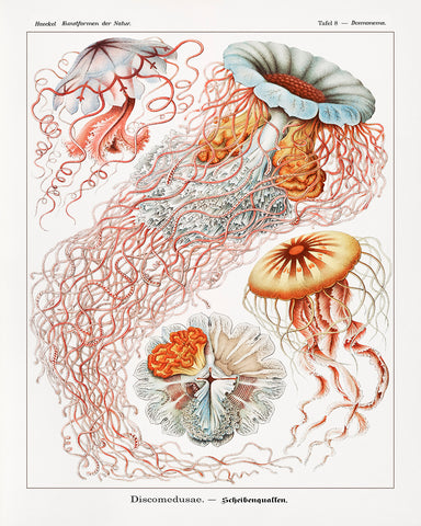 Ernst Haeckel - Jellyfish