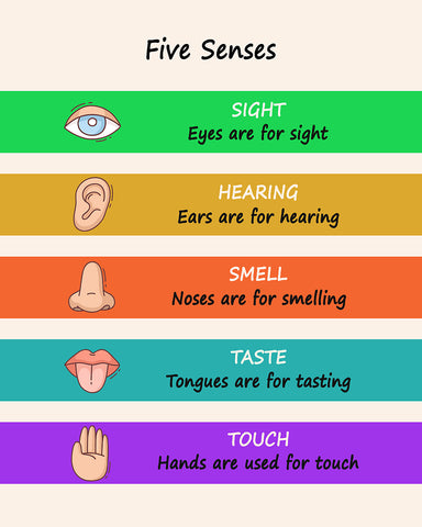 Five Senses