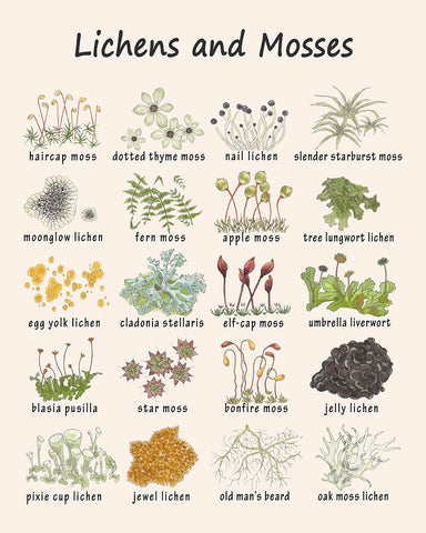 Lichens and Mosses