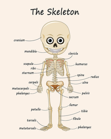 The Skeleton