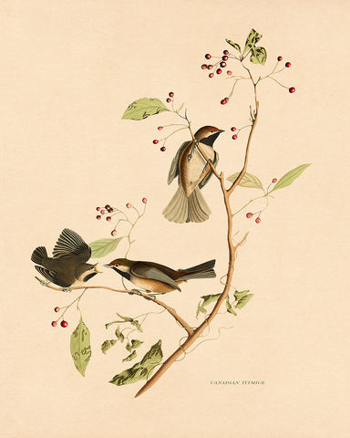 John James Audubon - Canadian Titmouse