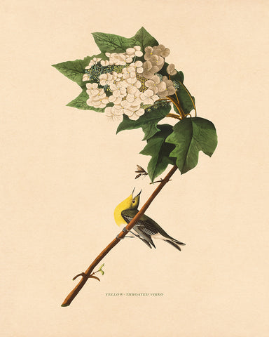 John James Audubon - Yellow-throated Vireo