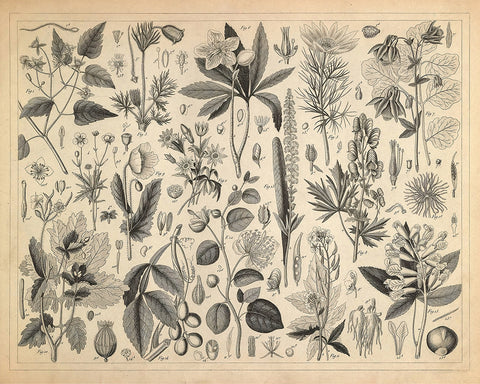 Cultivated Plants of the Ranunculaceae and Other Families