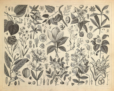 Cultivated Ornamental Plants