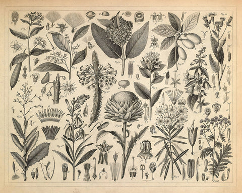 Sap and Resinous Plants