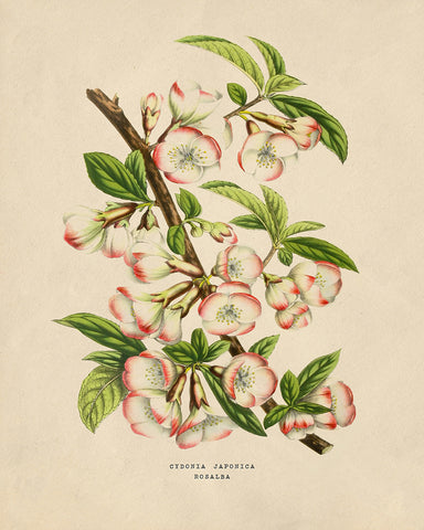 Flowers of the Greenhouses - Cydonia Japonica