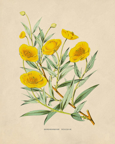 Flowers of the Greenhouses - California Poppy Poster