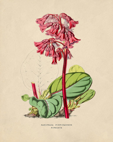 Flowers of the Greenhouses - Bergenia Purpurascens
