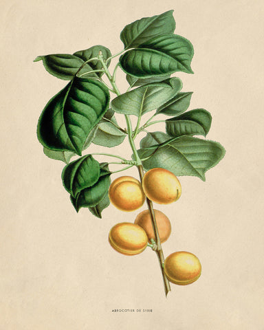 Flowers of the Greenhouses - Apricot Fruit