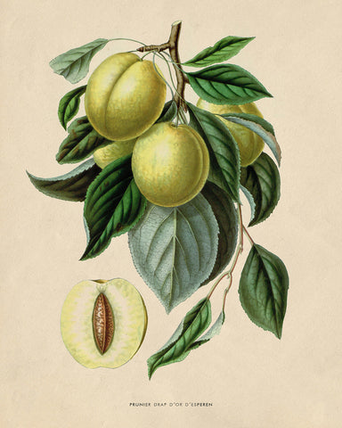 Flowers of the Greenhouses - Golden Esperen Plum
