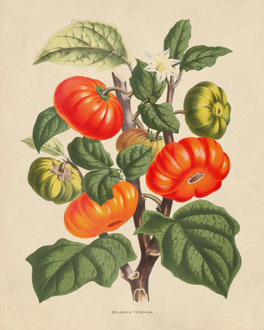 Flowers of the Greenhouses - Solanum Texanum
