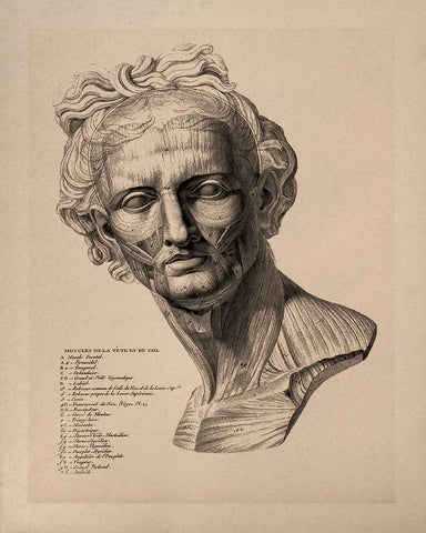 Apollo Belvedere