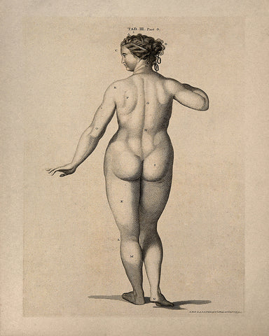 Anatomy of the Woman