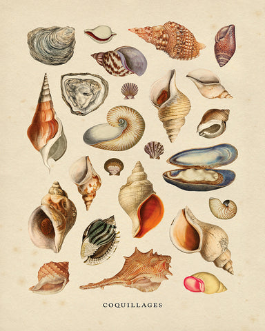 Sea Shells