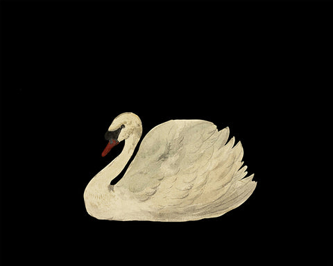 White Swan No1