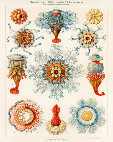Ernst Haeckel - Art Forms in Nature Biology Marine Creatures