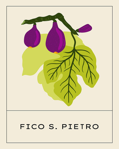 Fico San Pietro Fig