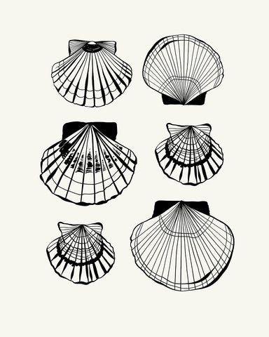Abstract Clam Shells
