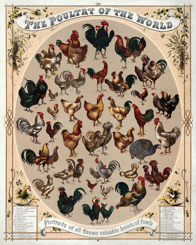 Poultry of the World