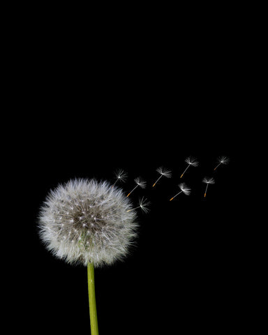 Dandelions Flower