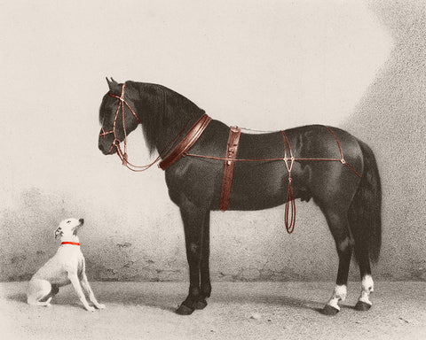 Horse and Dog