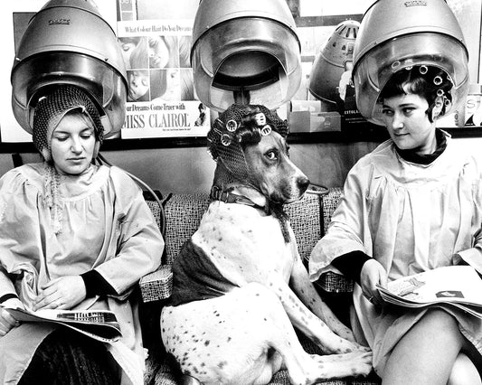 Dog In The Spa