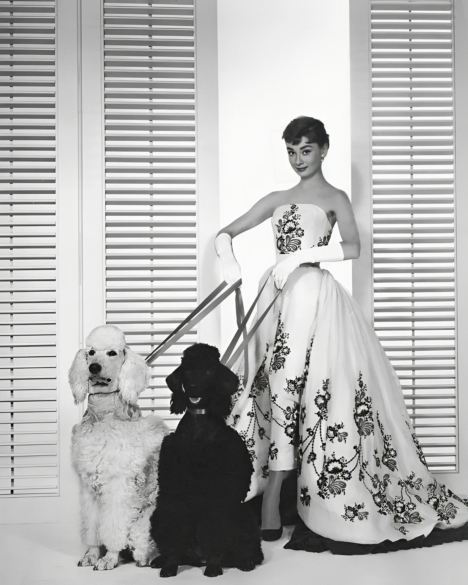 Audrey With Poodles