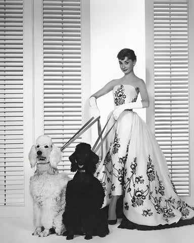 Audrey With Poodles