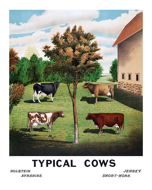 Typical Cows